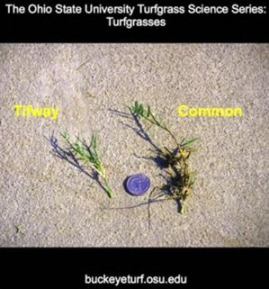 bermuda Greens - Intensidade de Cultivo - parte I