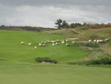 ovelhas Campos de golfe – elementos paisagísticos?