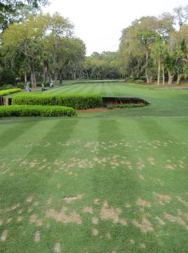 tee2 Tees - Intensidade de Cultivo - parte II