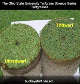 tifdwarf Greens - Intensidade de Cultivo - parte I